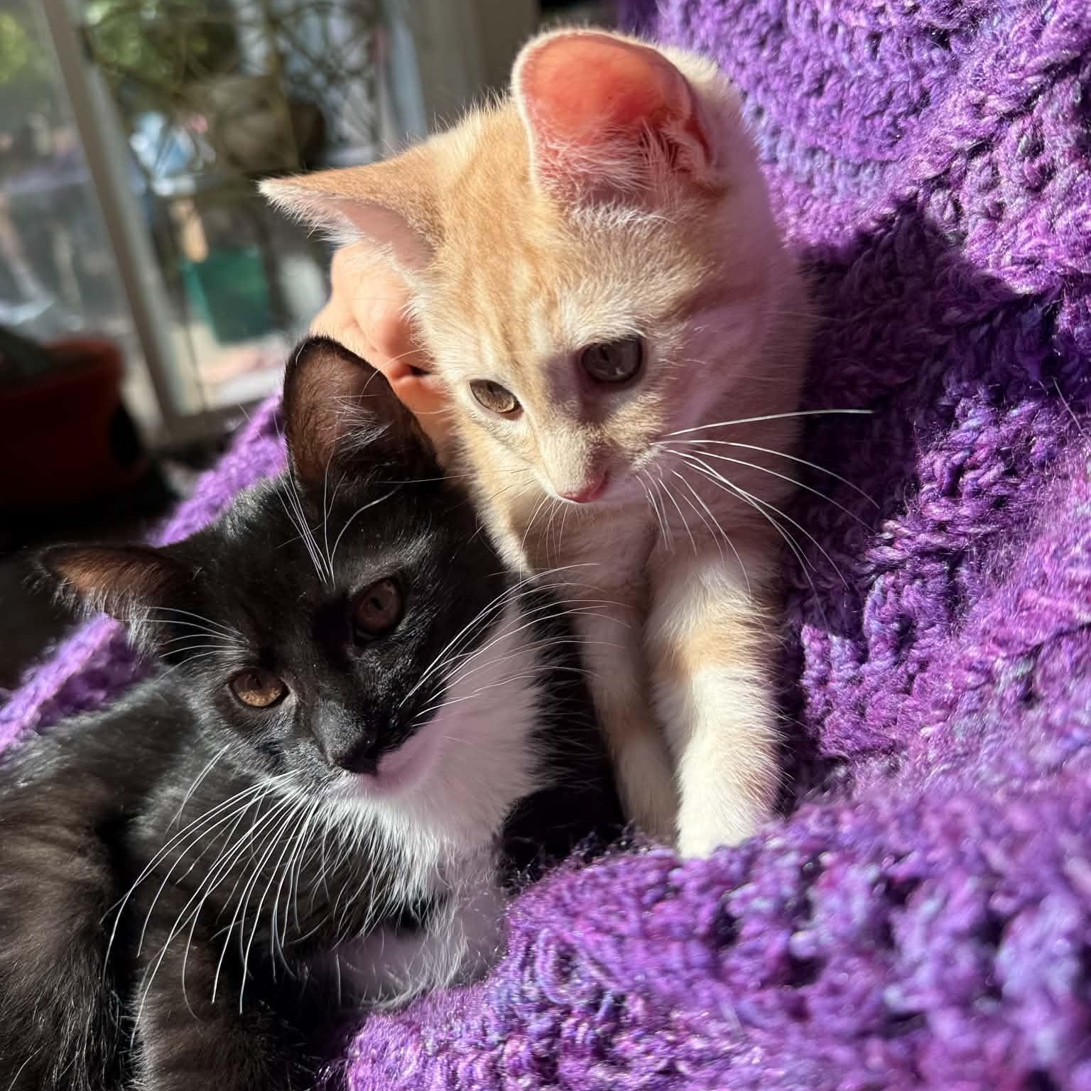 Earl and Luciano- brothers from other mothers, social pair, an adopted mixed breed in Portland, OR image 3/3