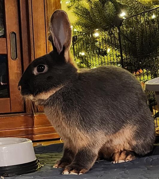 Lafayette, Adoptable, Adult Male Rex & Bunny Rabbit.