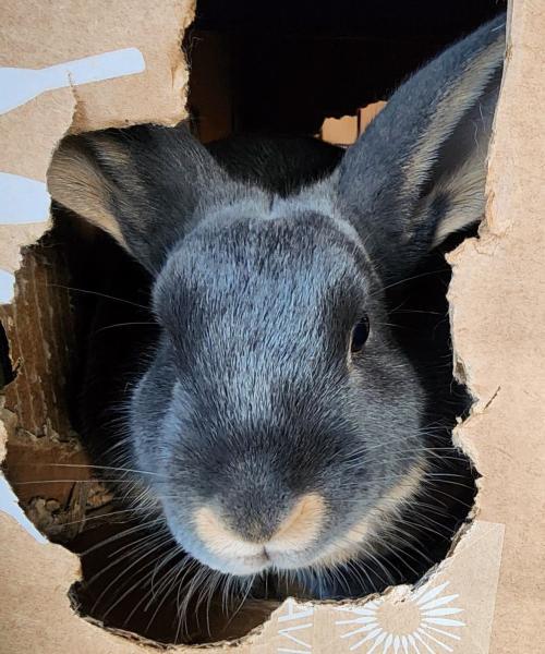 Enlarge Lafayette, a Adoptable mixed breed in Kalamazoo, MI image 2/3