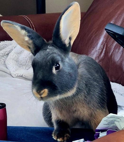 Enlarge Lafayette, a Adoptable mixed breed in Kalamazoo, MI image 3/3