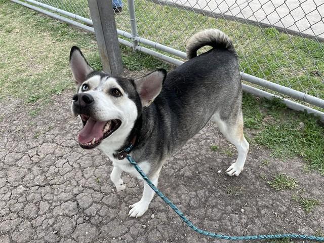 Enlarge ZAGE, a Adoptable mixed breed in Corpus Christi, TX image 1/1
