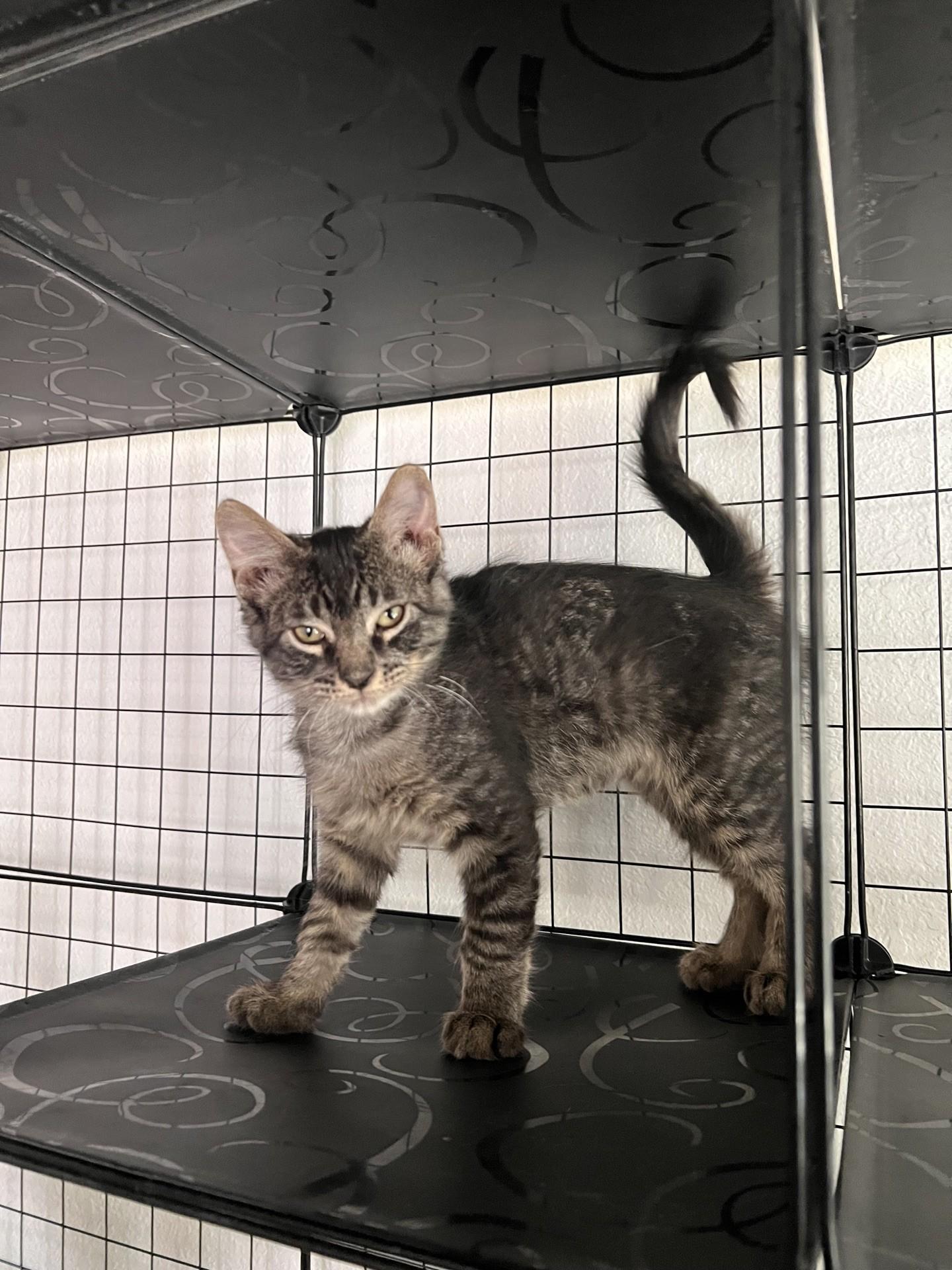 Rocky, Adoptable, Kitten Male Domestic Short Hair.