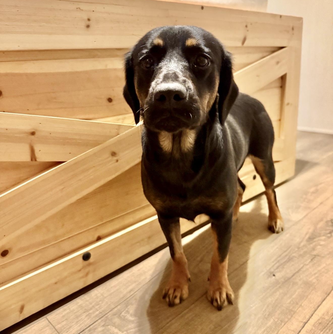 Zoé, an adopted mixed breed in Parker, CO image 5/5