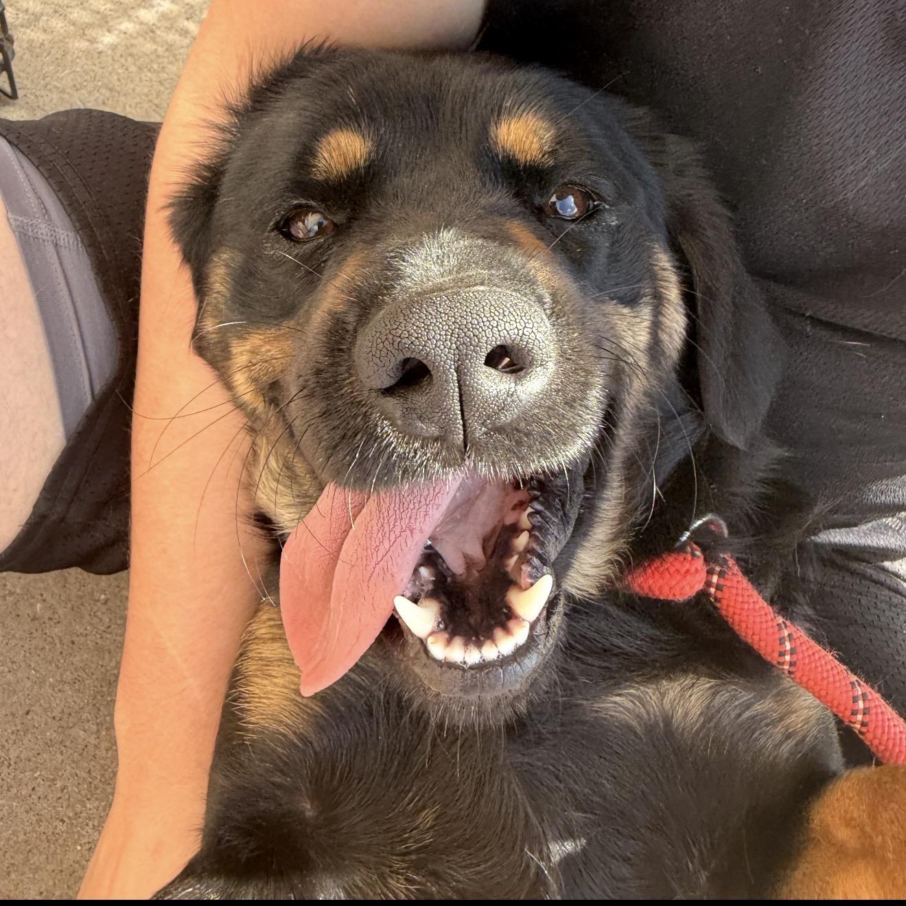 Zoé, an adopted mixed breed in Parker, CO image 3/5