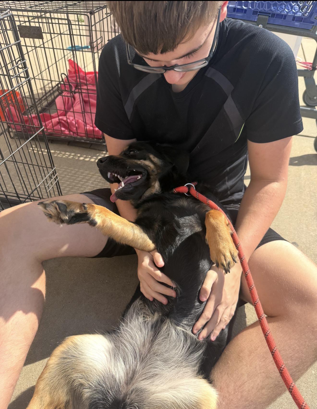 Zoé, an adopted mixed breed in Parker, CO image 4/5