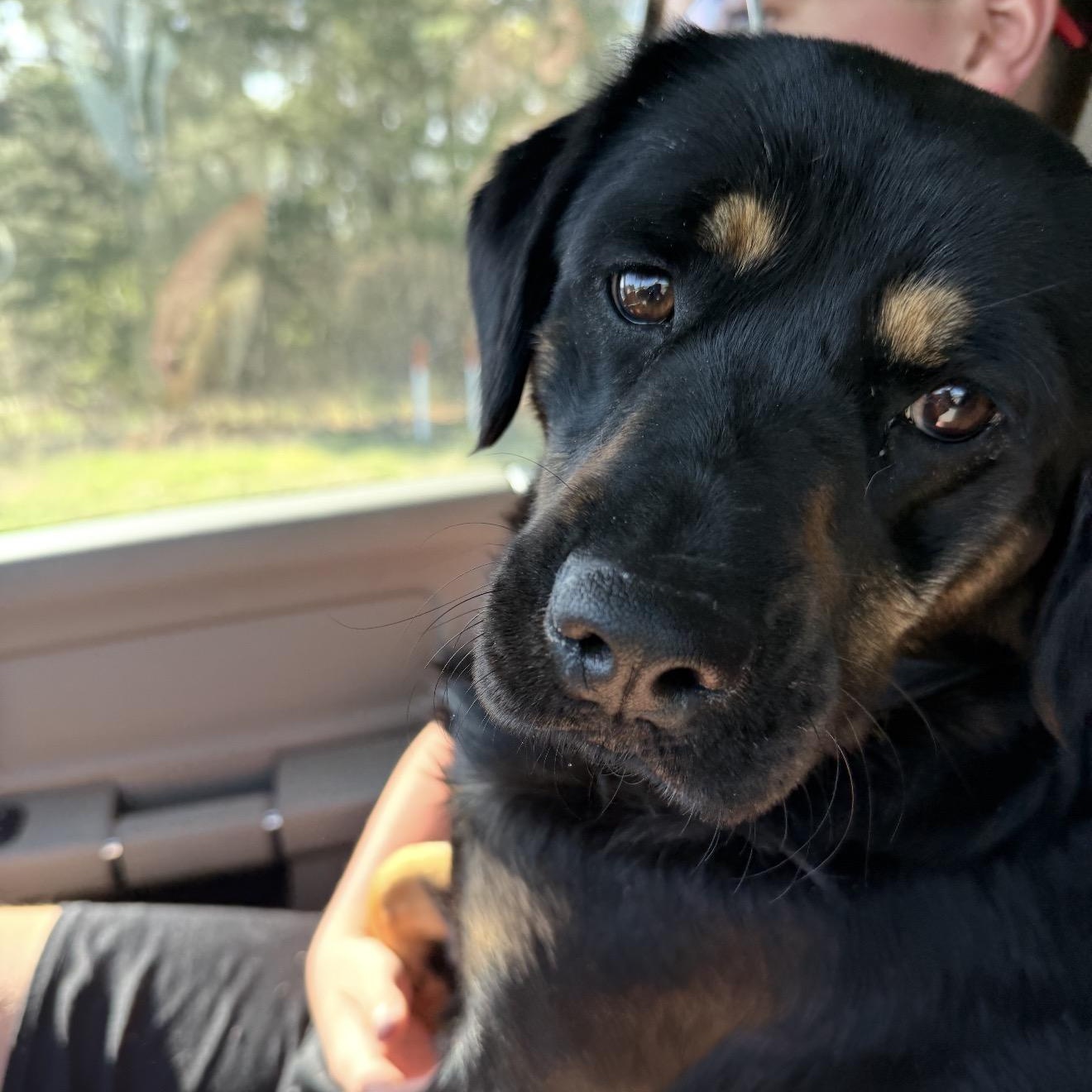 Zoé, an adopted mixed breed in Parker, CO image 2/5