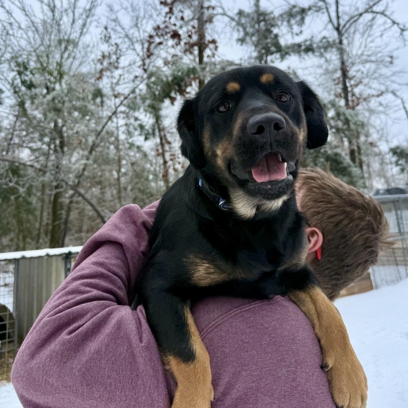 Zoé, an adopted mixed breed in Parker, CO image 1/5