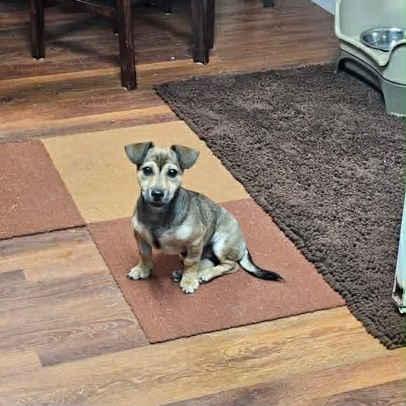 Amren, Adopted, Young Female Labrador Retriever & Dachshund.