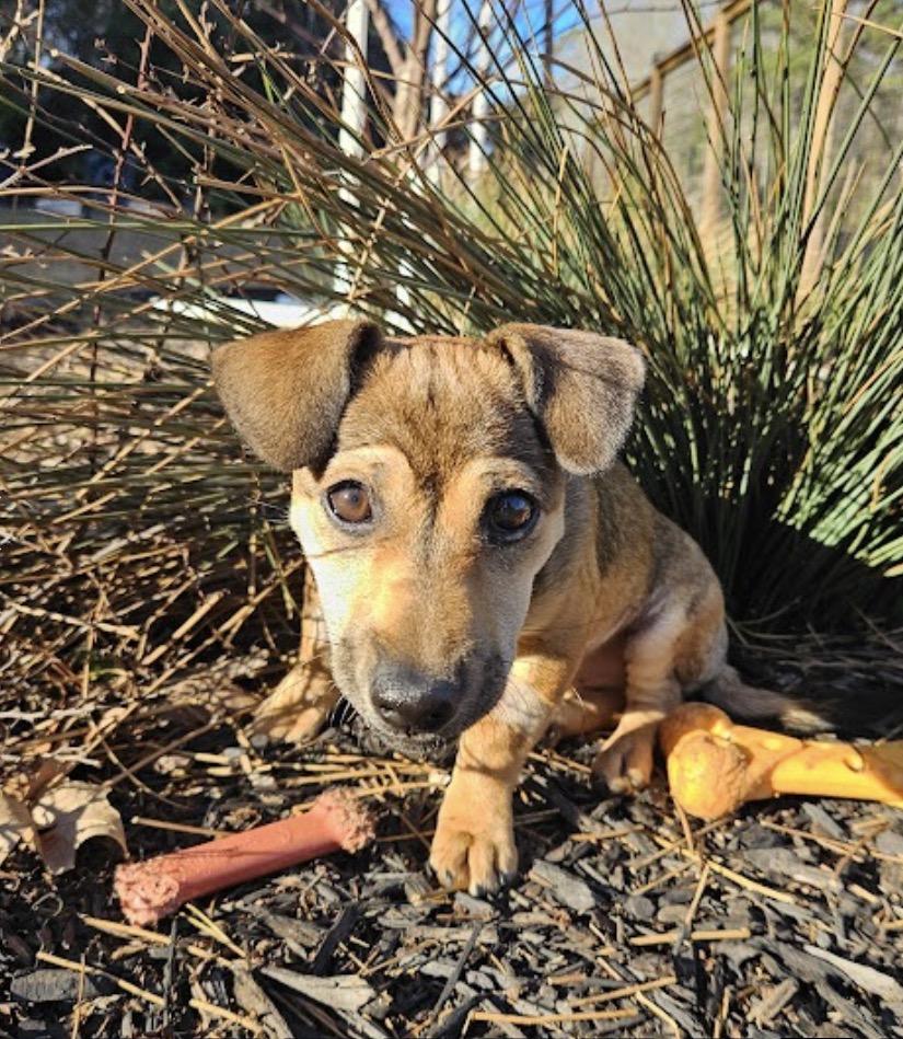Amren, a Adopted mixed breed in Bradenton, FL image 2/3