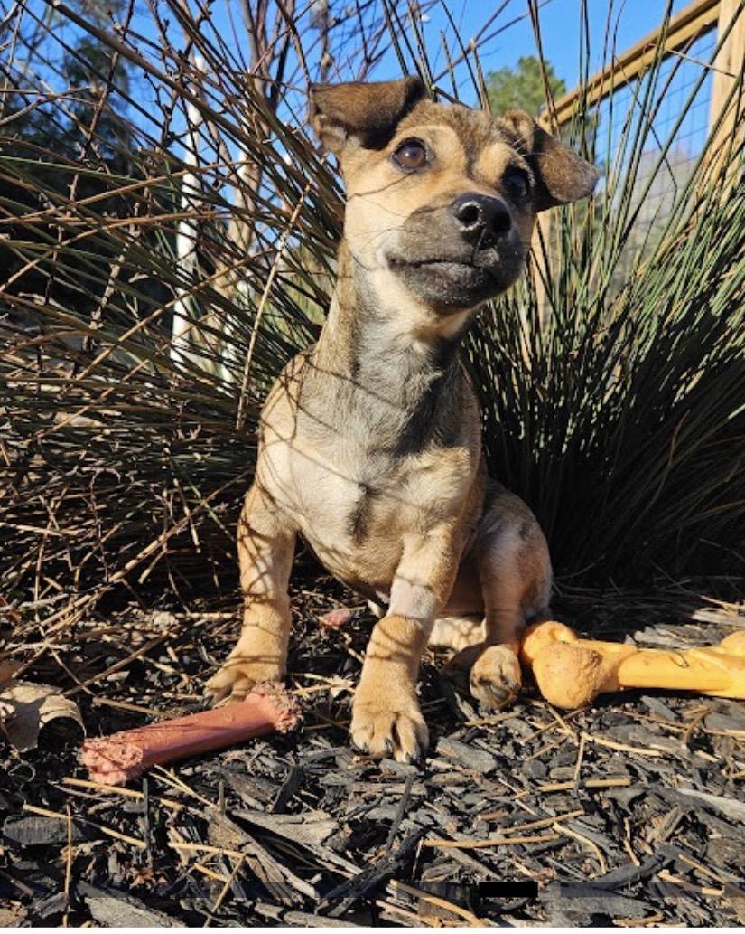 Amren, a Adopted mixed breed in Bradenton, FL image 3/3
