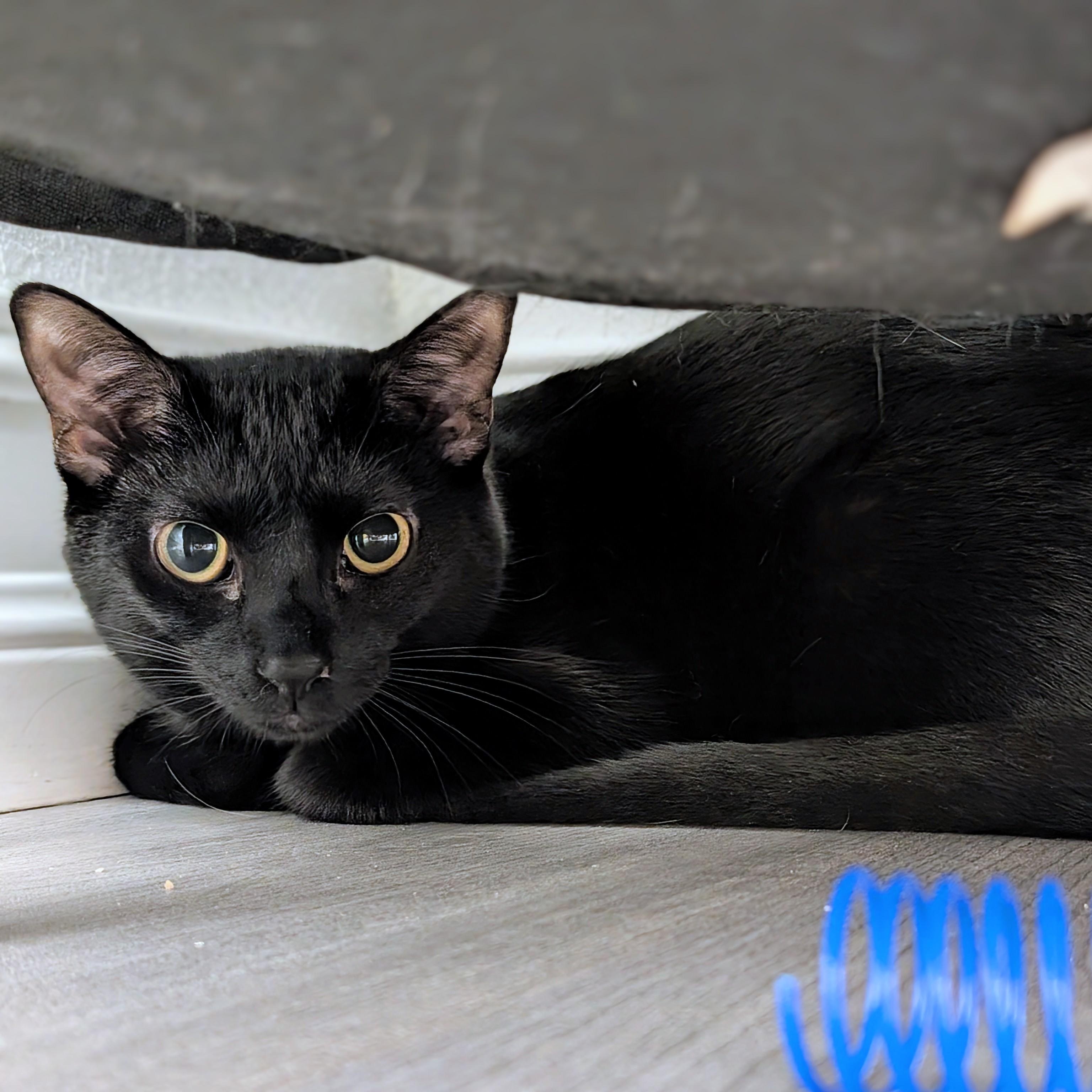 Enlarge Bindu, a ADOPTABLE Domestic Short Hair in Palm Harbor, FL image 1/1