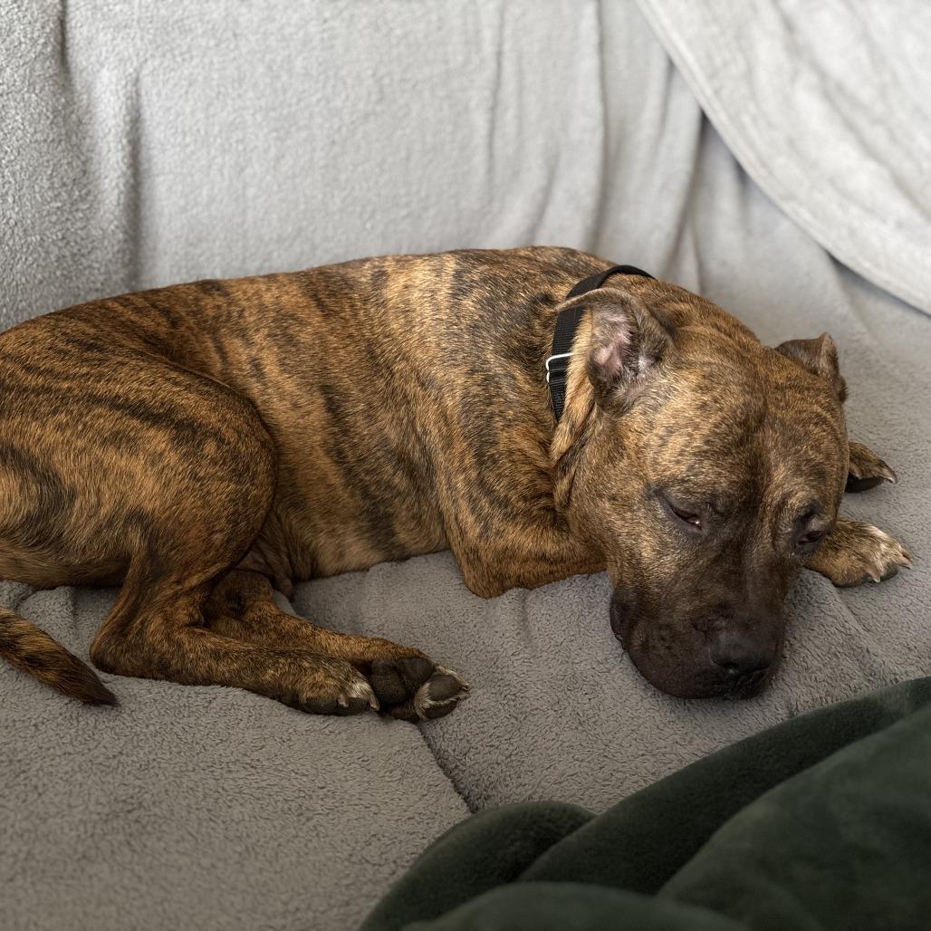 Enlarge Turkey, a Adoptable mixed breed in Oak Park, IL image 1/6