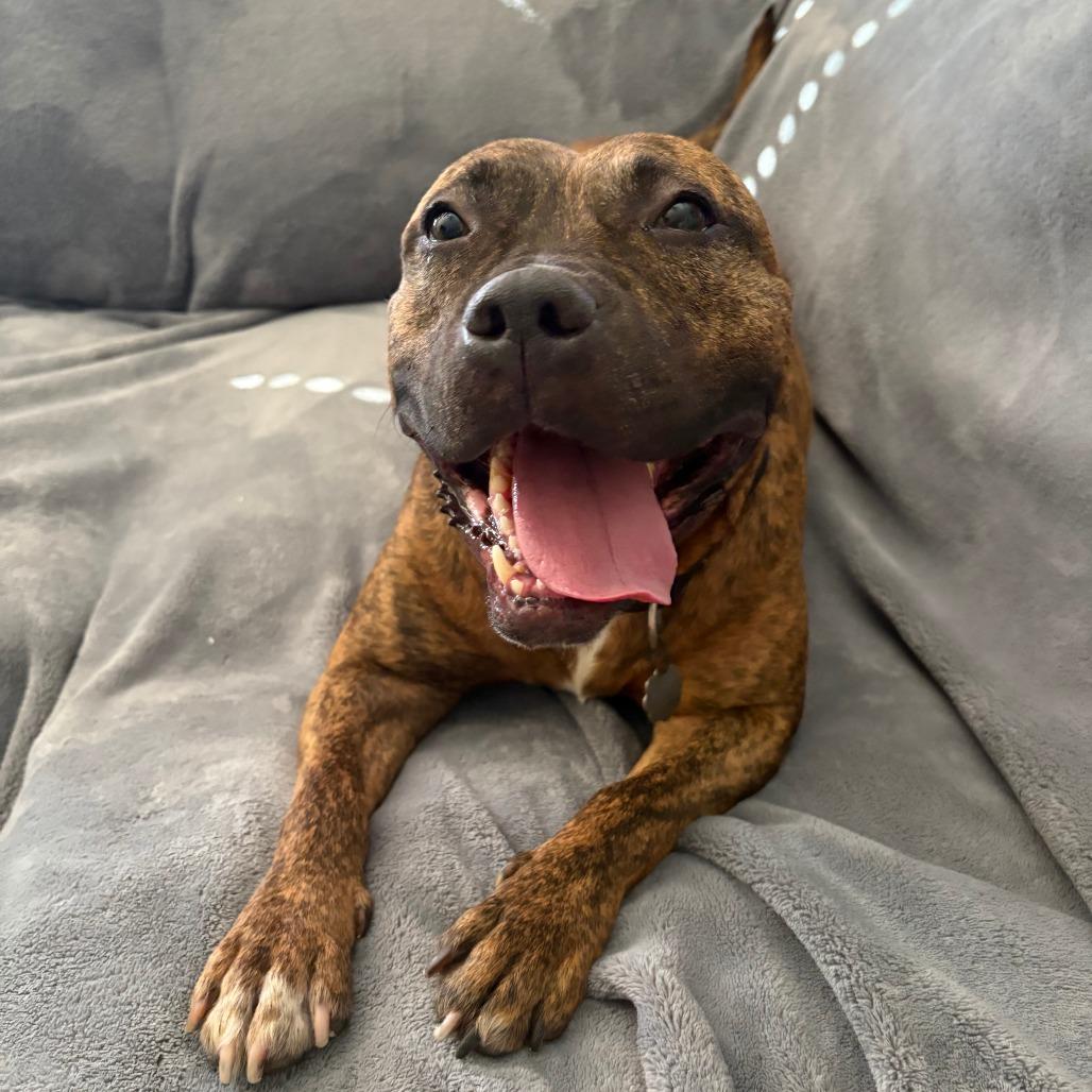 Enlarge Turkey, a Adoptable mixed breed in Oak Park, IL image 2/6