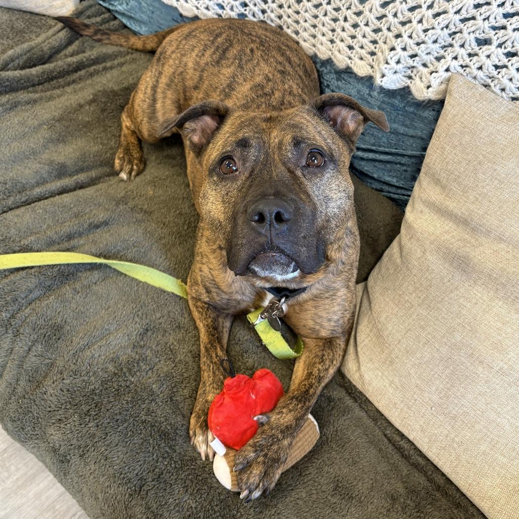 Enlarge Turkey, a Adoptable mixed breed in Oak Park, IL image 2/6