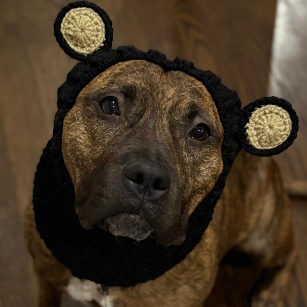 Enlarge Turkey, a Adoptable mixed breed in Oak Park, IL image 4/6