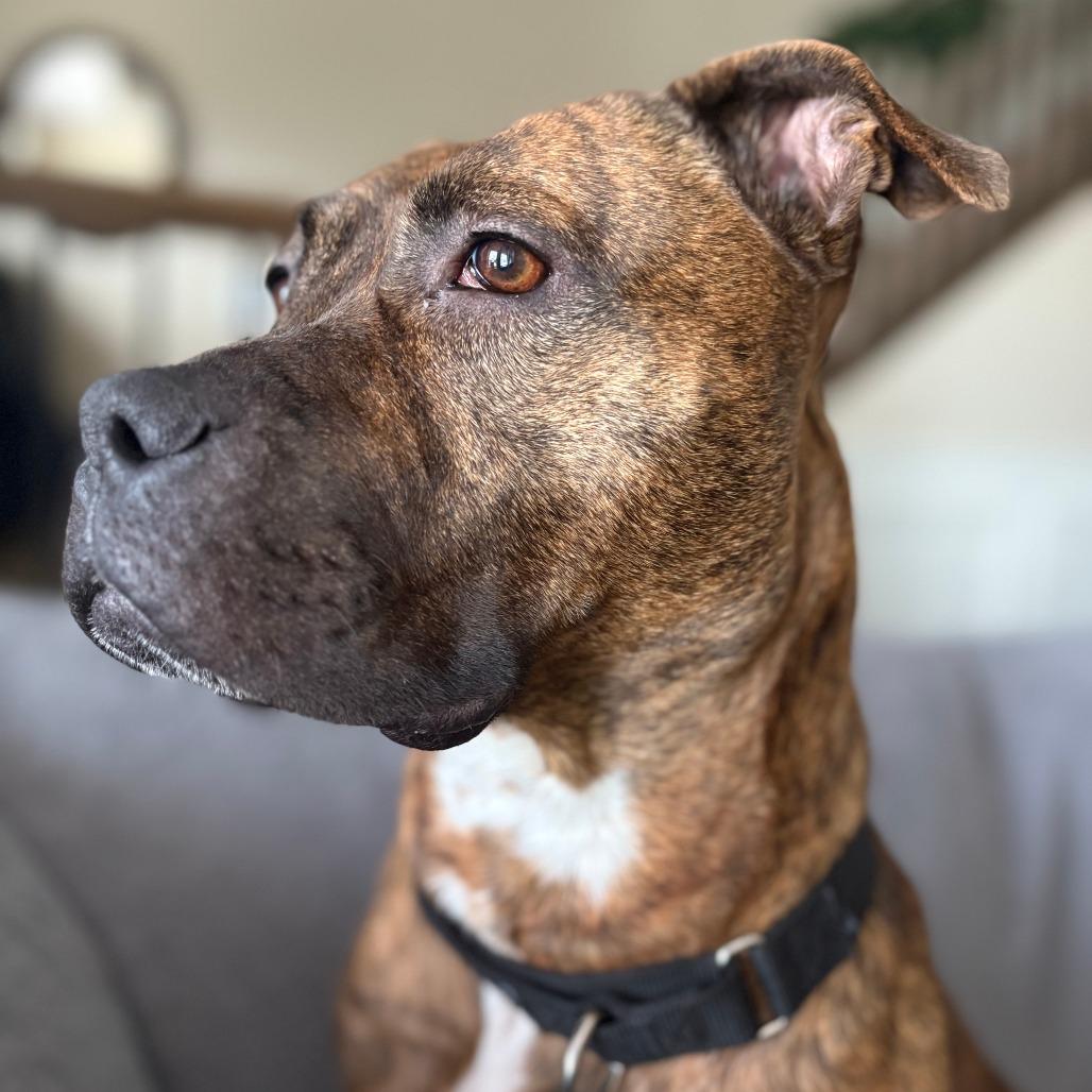 Enlarge Turkey, a Adoptable mixed breed in Oak Park, IL image 6/6