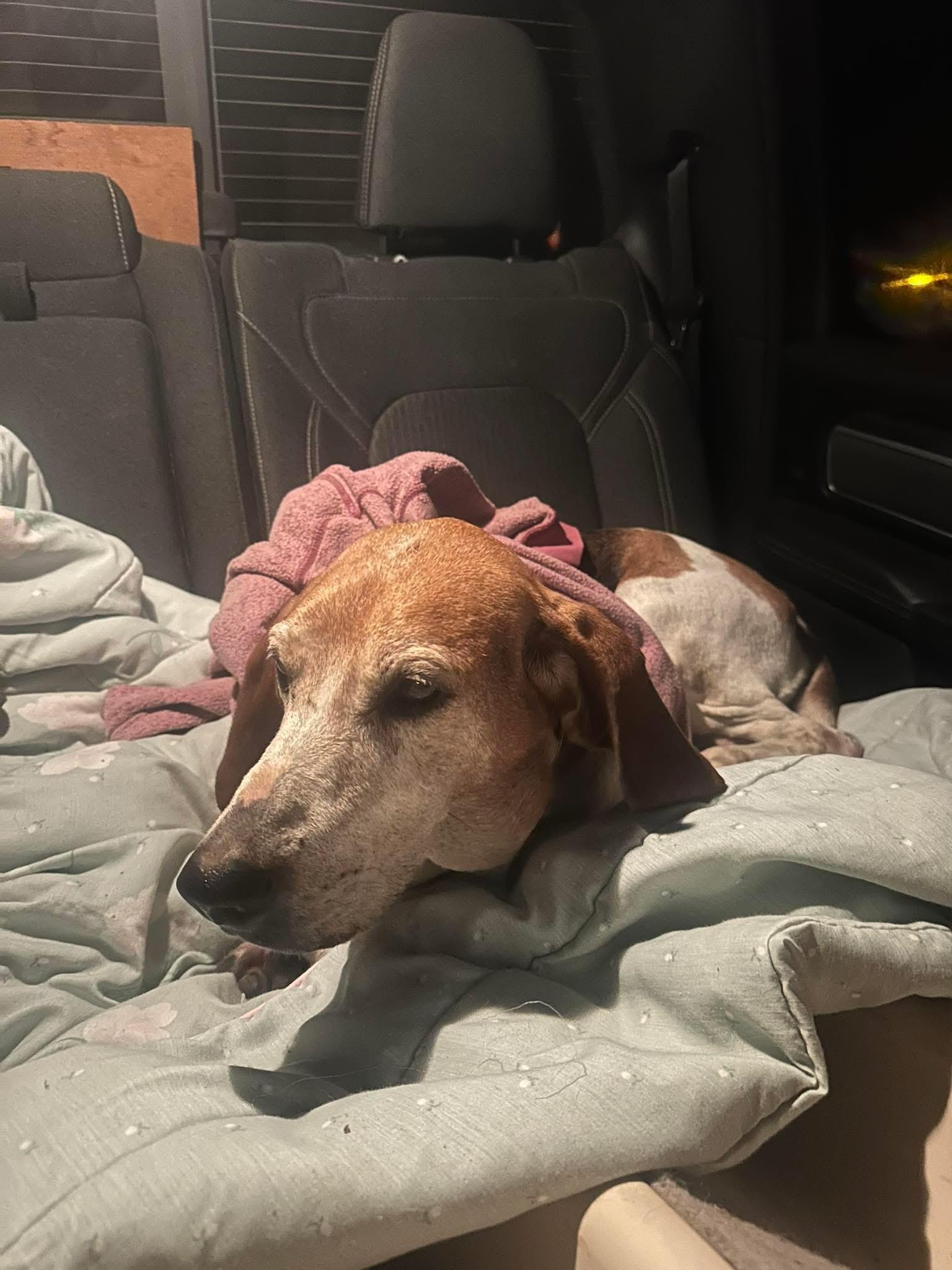 Meet Laney — The Brave Senior Tripod Hound Who’s Ready for Her Happy Ending