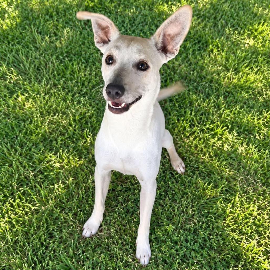 Enlarge Callum C307, a Adoptable mixed breed in Allen, TX image 4/6
