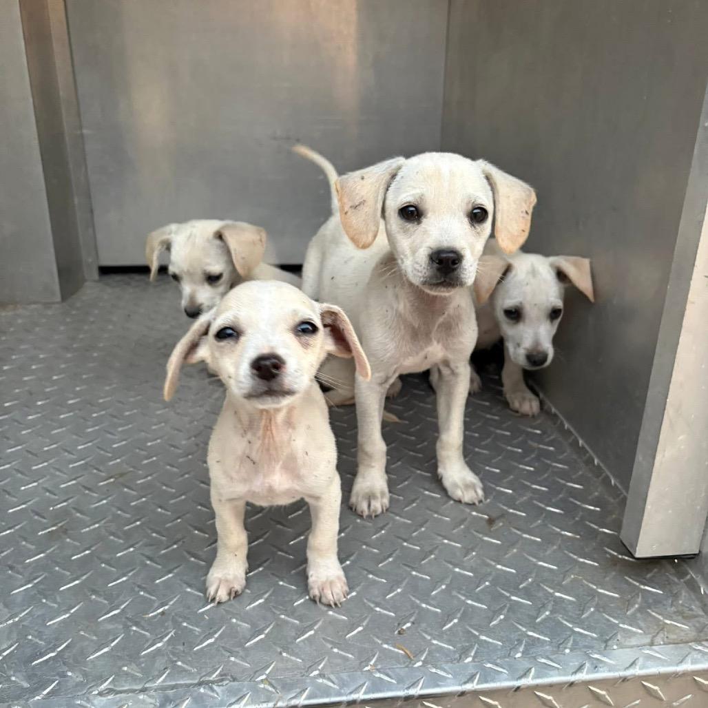 Enlarge Callum C307, a Adoptable mixed breed in Allen, TX image 5/6