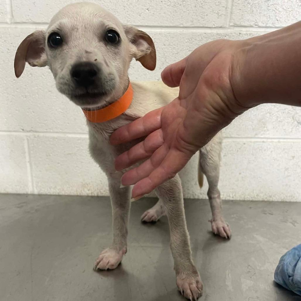 Enlarge Callum C307, a Adoptable mixed breed in Allen, TX image 6/6