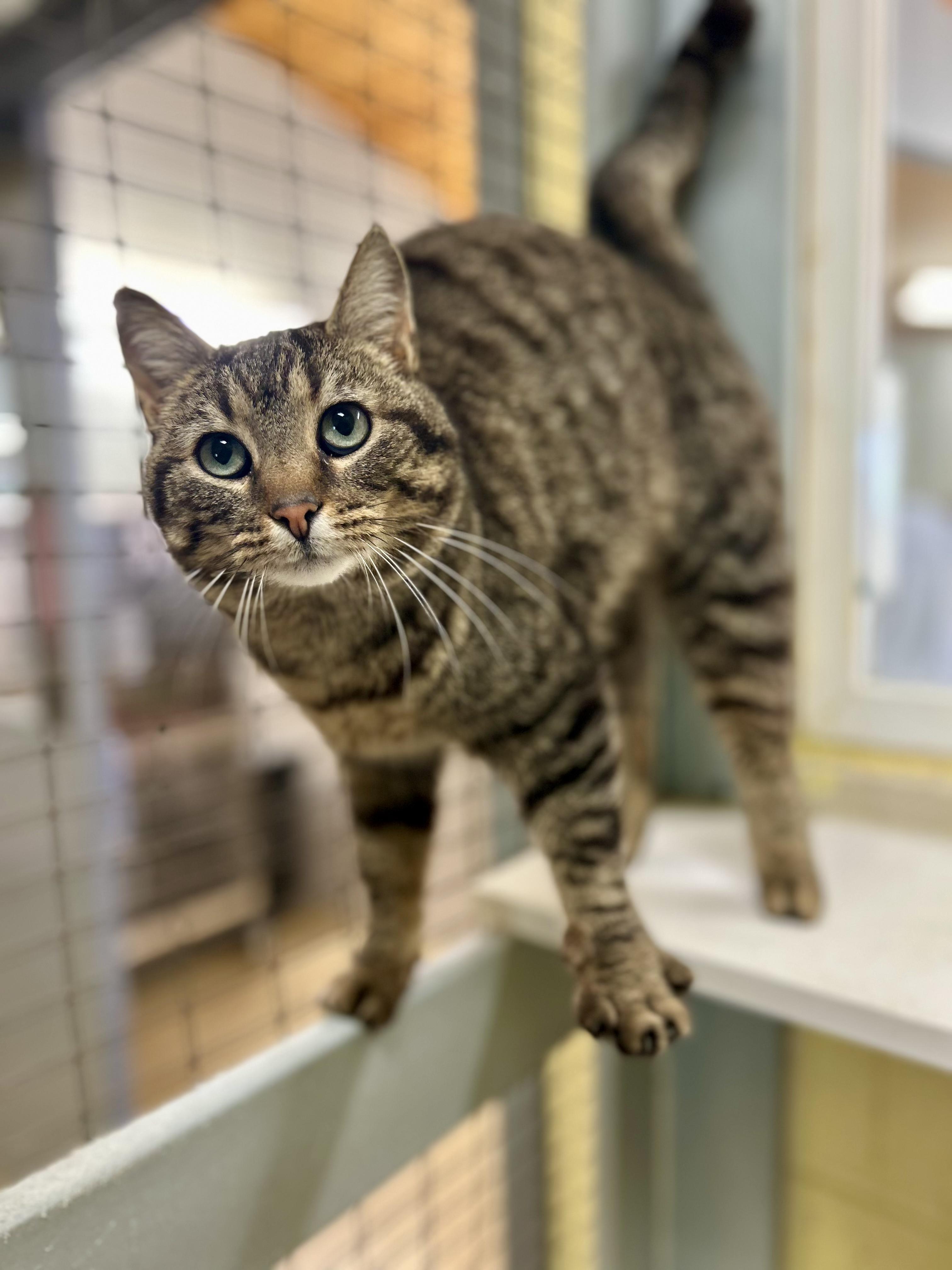 Enlarge Tigress, a Adoptable Domestic Short Hair in Dayton, OH image 1/4