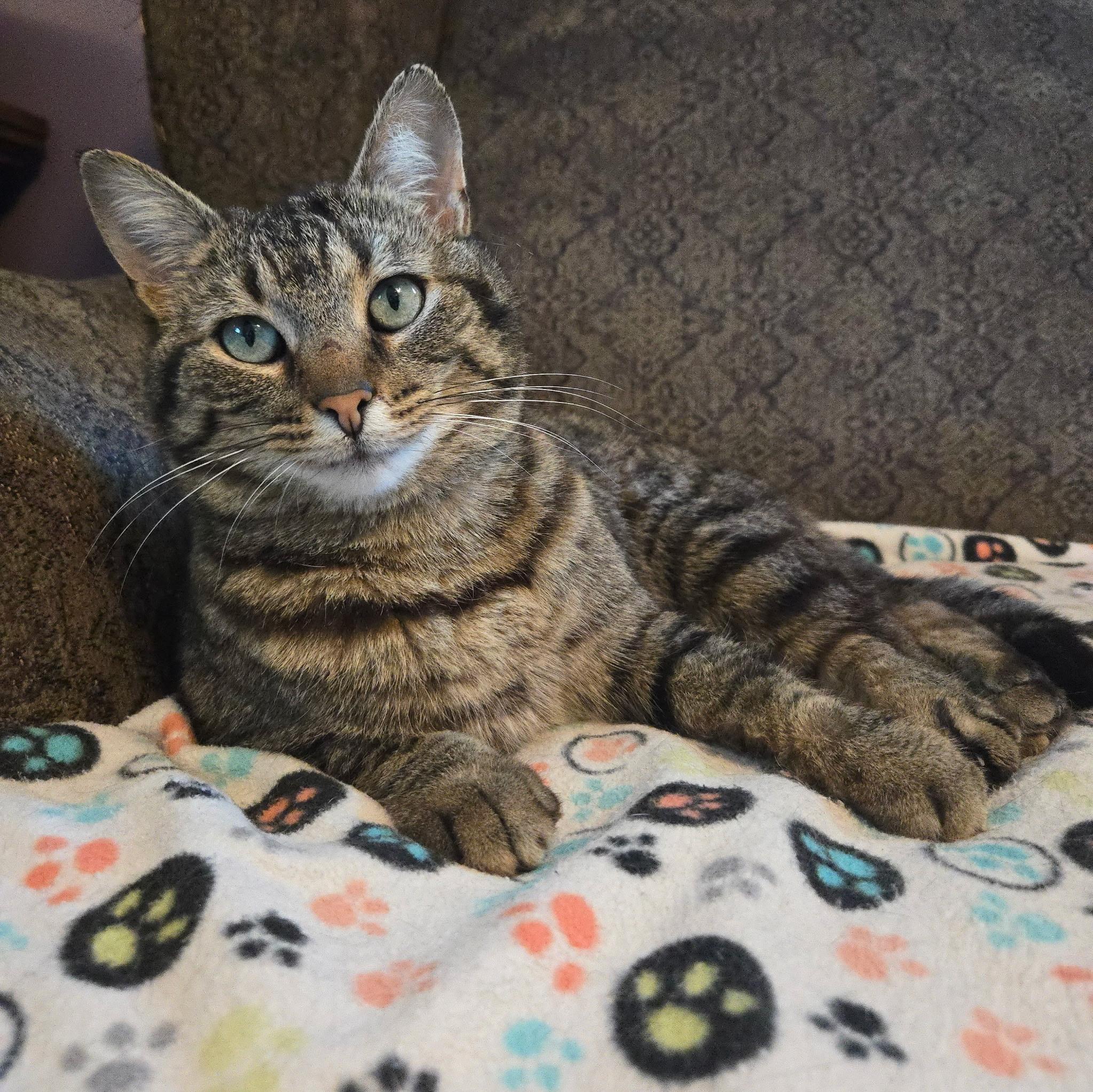 Enlarge Tigress, a Adoptable Domestic Short Hair in Dayton, OH image 2/4