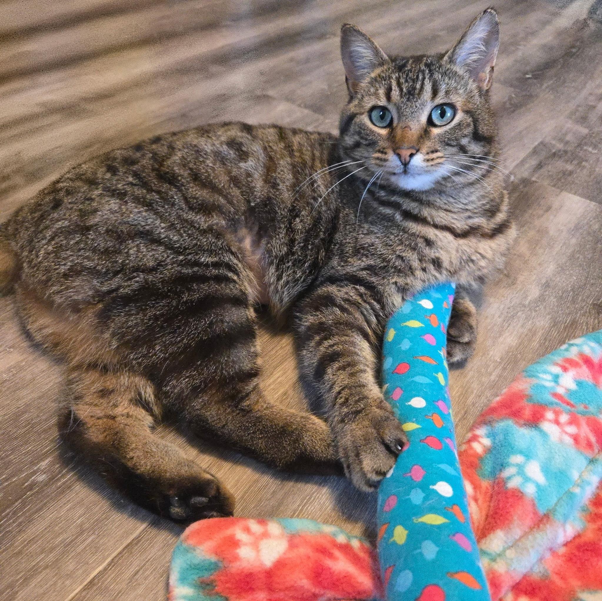 Enlarge Tigress, a Adoptable Domestic Short Hair in Dayton, OH image 3/4