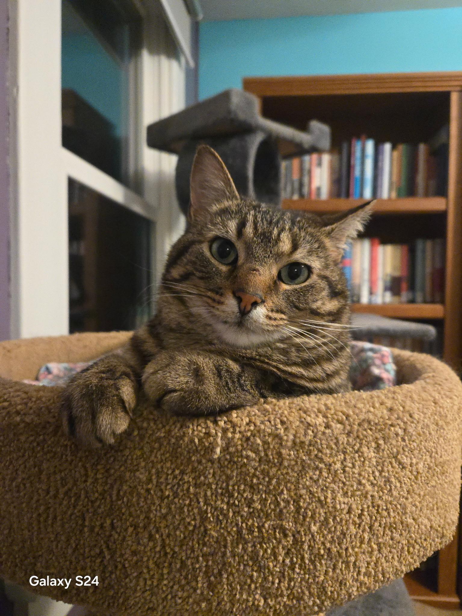 Enlarge Tigress, a Adoptable Domestic Short Hair in Dayton, OH image 4/4
