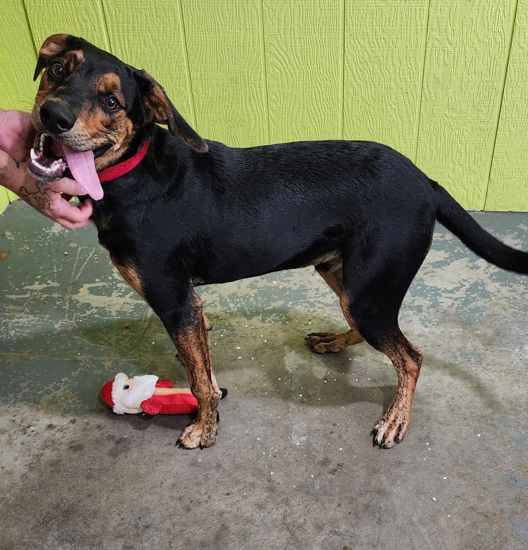 Beetlejuice, a Adoptable Mixed Breed in Point Pleasant, WV image 1/3