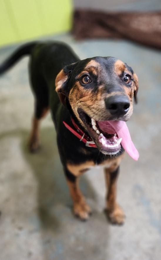 Beetlejuice, a Adoptable Mixed Breed in Point Pleasant, WV image 2/3