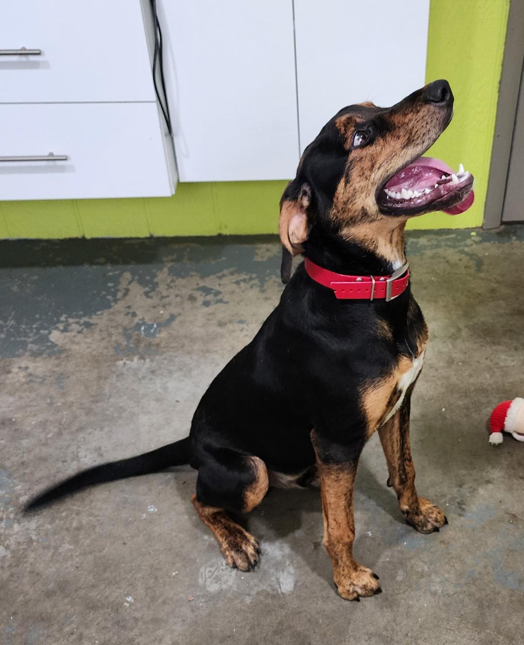 Beetlejuice, a Adoptable Mixed Breed in Point Pleasant, WV image 3/3