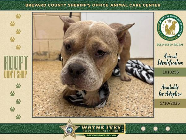 Enlarge Schnitzel, a Adoptable mixed breed in Melbourne, FL image 1/1