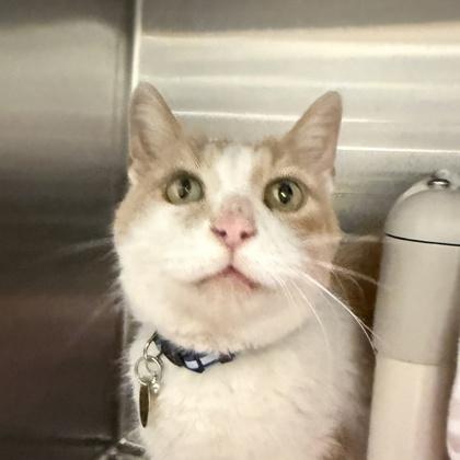 Enlarge Bravo, a ADOPTABLE mixed breed in Lansing, MI image 1/1