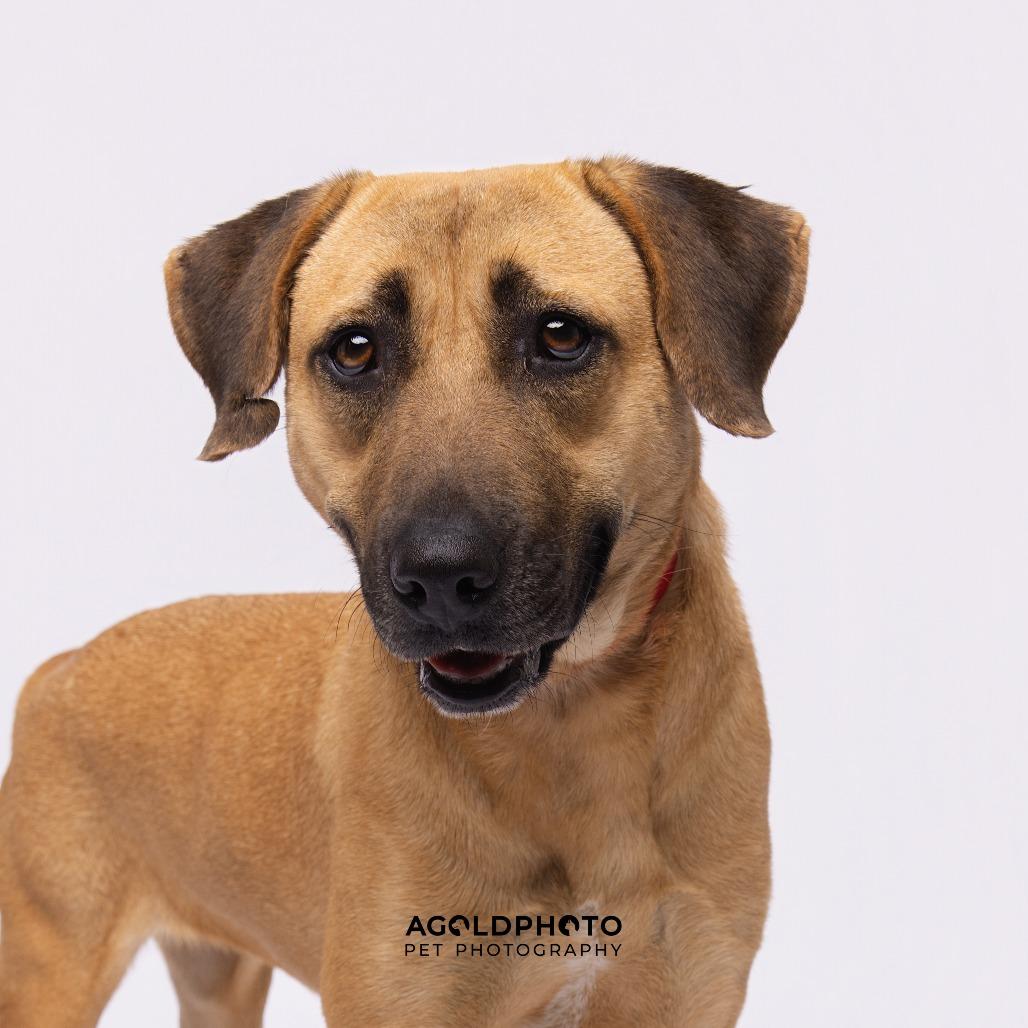 Wendy, a Adoptable mixed breed in Tampa, FL image 1/3