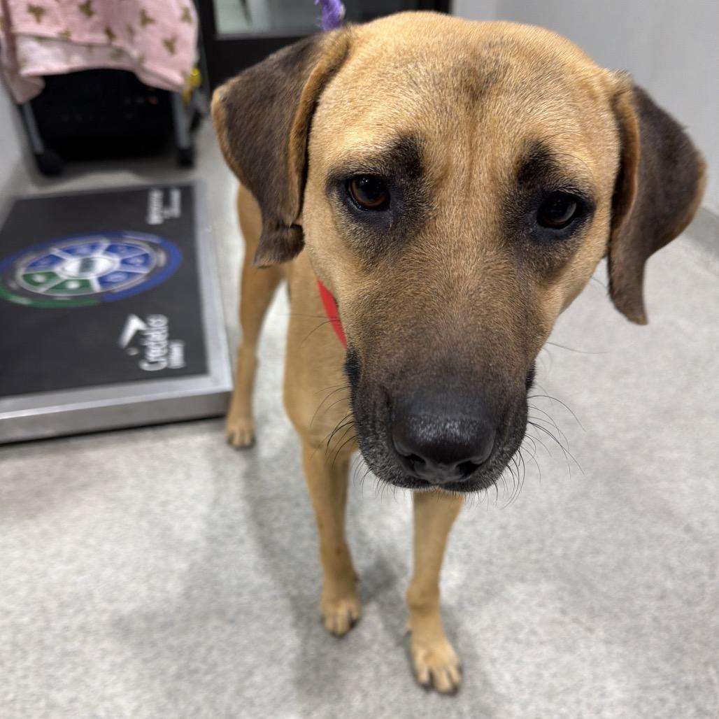 Wendy, a Adoptable mixed breed in Tampa, FL image 2/3