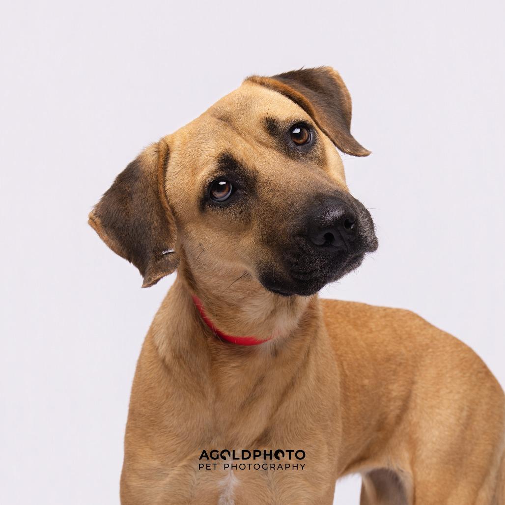 Wendy, a Adoptable mixed breed in Tampa, FL image 3/3