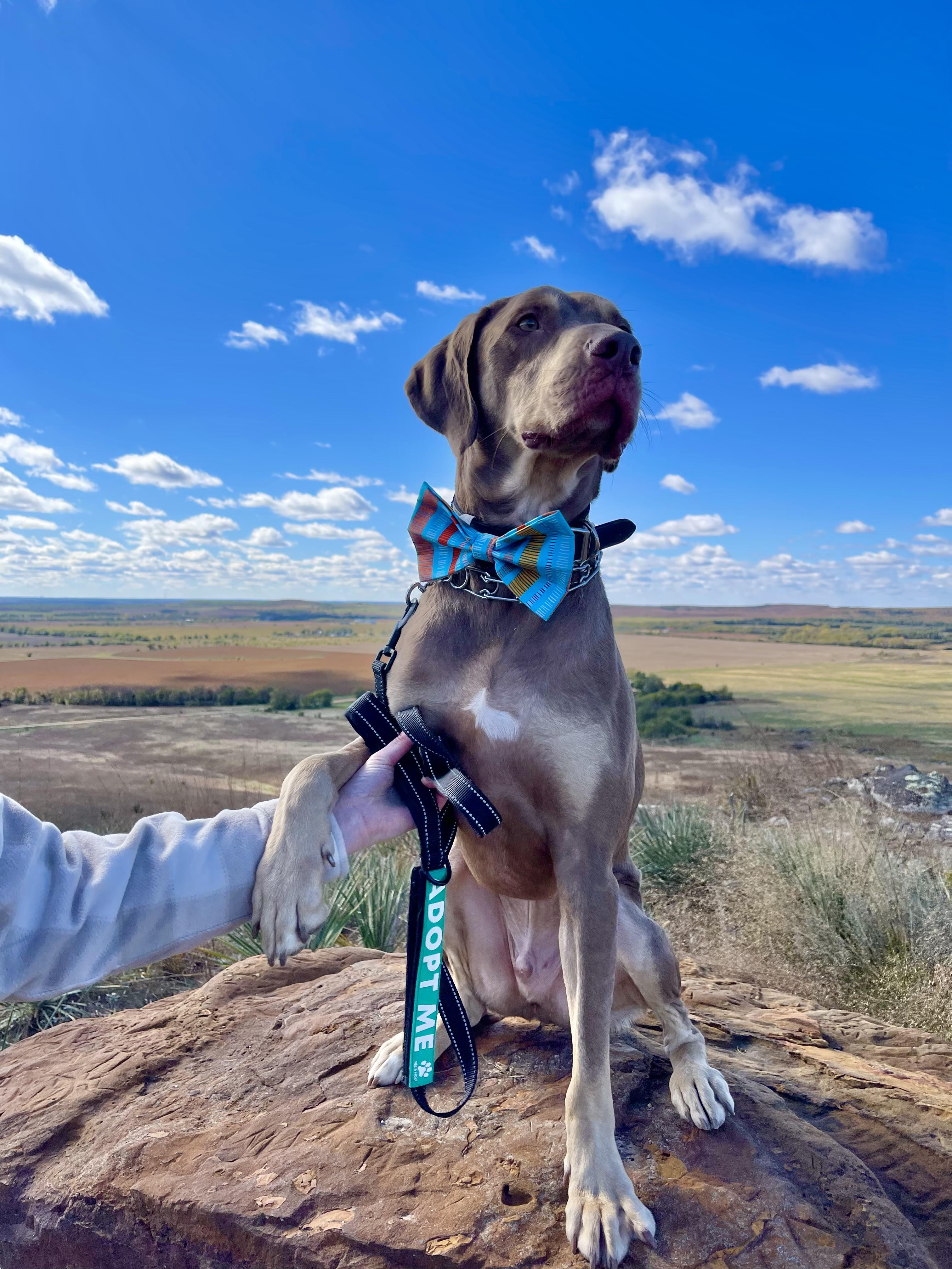 Enlarge Beaux, a Adoptable mixed breed in Valley Center, KS image 4/6