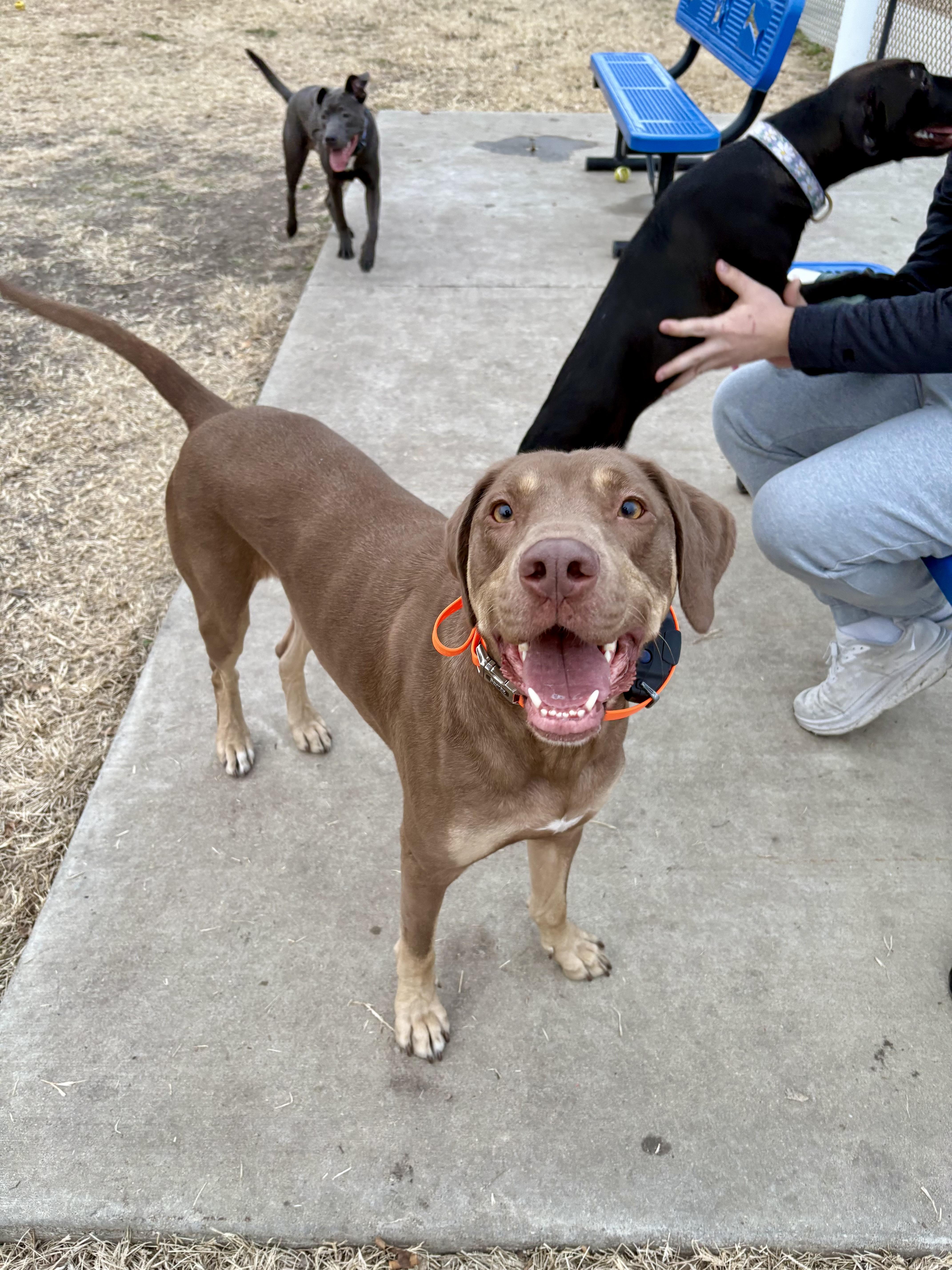 Enlarge Beaux, a Adoptable mixed breed in Valley Center, KS image 1/6