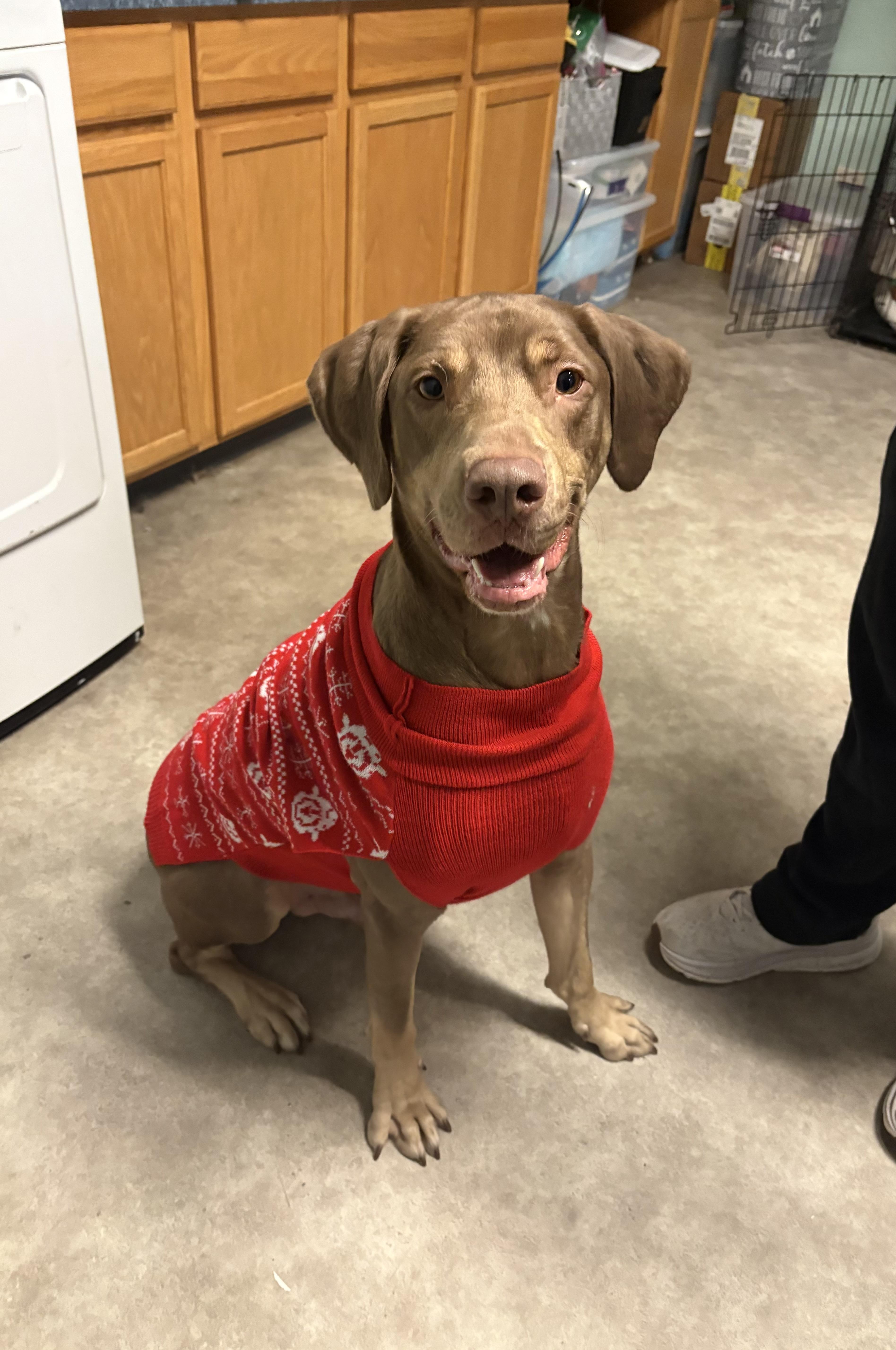 Enlarge Beaux, a Adoptable mixed breed in Valley Center, KS image 5/6