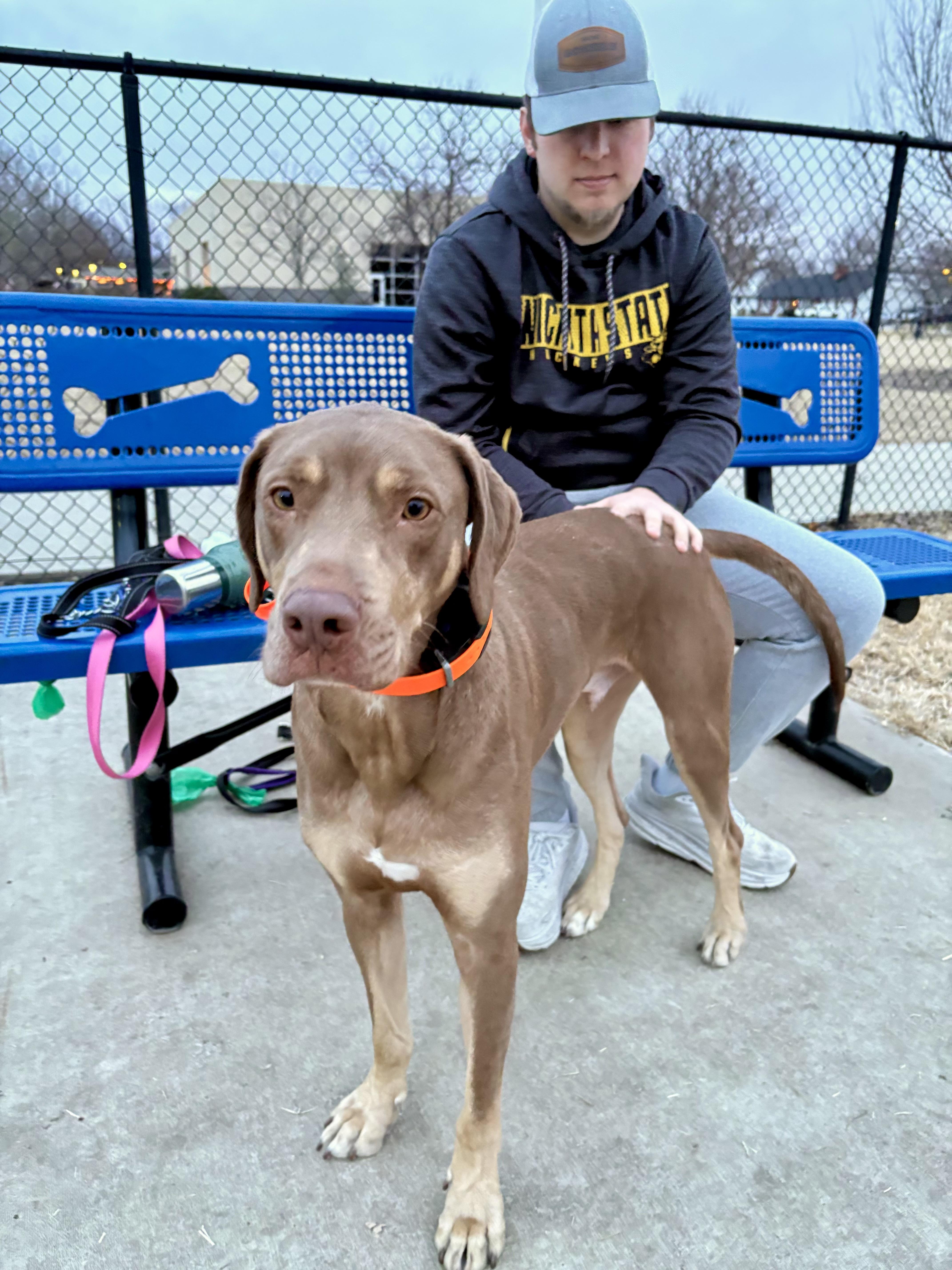 Enlarge Beaux, a Adoptable mixed breed in Valley Center, KS image 3/6