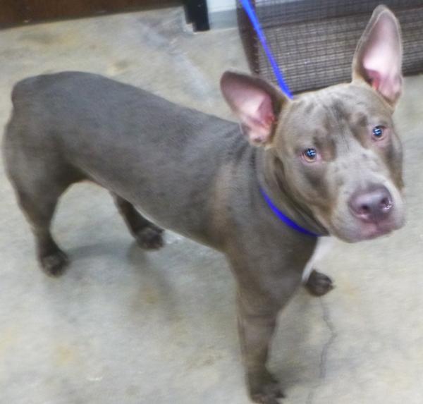 Enlarge River, a Adoptable mixed breed in Lafayette, LA image 1/2
