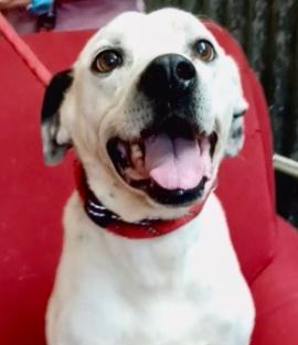 Enlarge Warrior, a Adoptable mixed breed in Llano, TX image 3/5