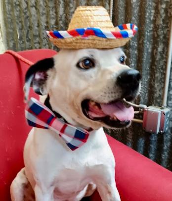 Enlarge Warrior, a Adoptable mixed breed in Llano, TX image 2/5