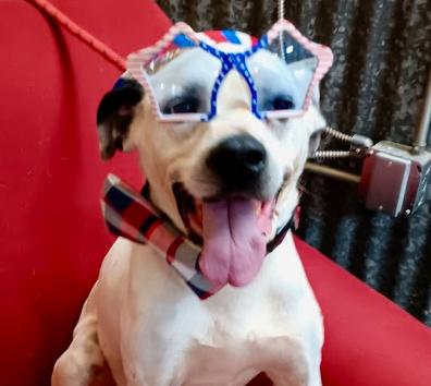 Enlarge Warrior, a Adoptable mixed breed in Llano, TX image 5/5