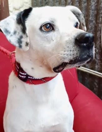 Enlarge Warrior, a Adoptable mixed breed in Llano, TX image 4/5