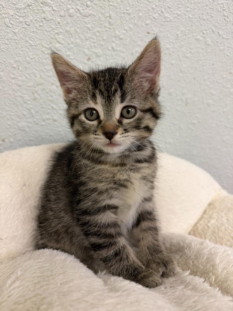 Peach, Adopted, Kitten Female Domestic Medium Hair.