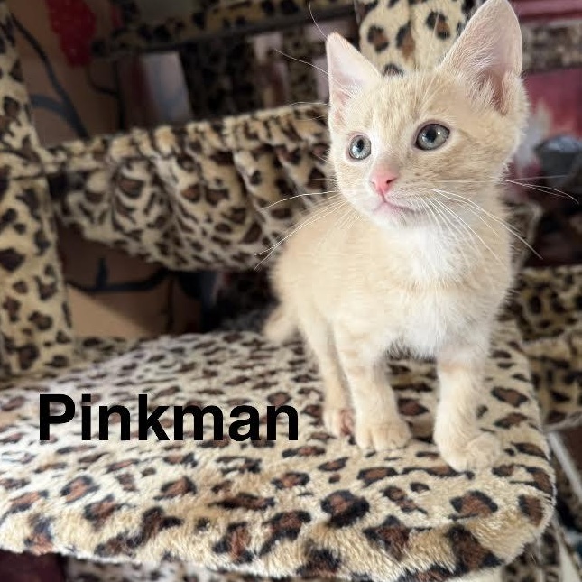 Enlarge Pinkman Grey Brasuell, an adoptable Domestic Short Hair in Denver, CO image 1/1