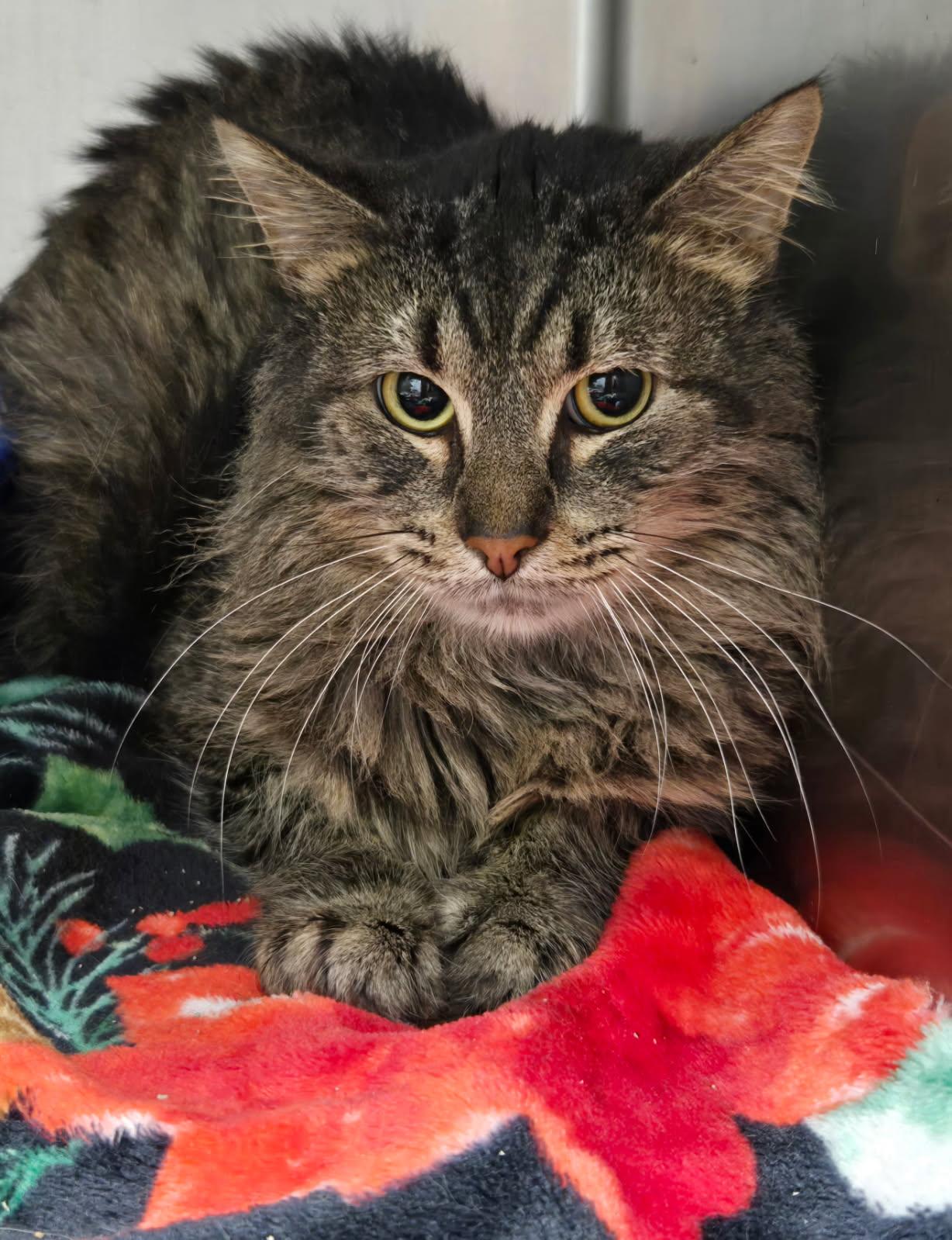 Enlarge Buttered Noodle, an adopted Domestic Medium Hair in Yorkville, IL image 1/1