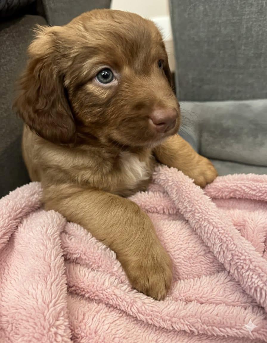 Kyra, an adopted mixed breed in Rockwall, TX image 3/3