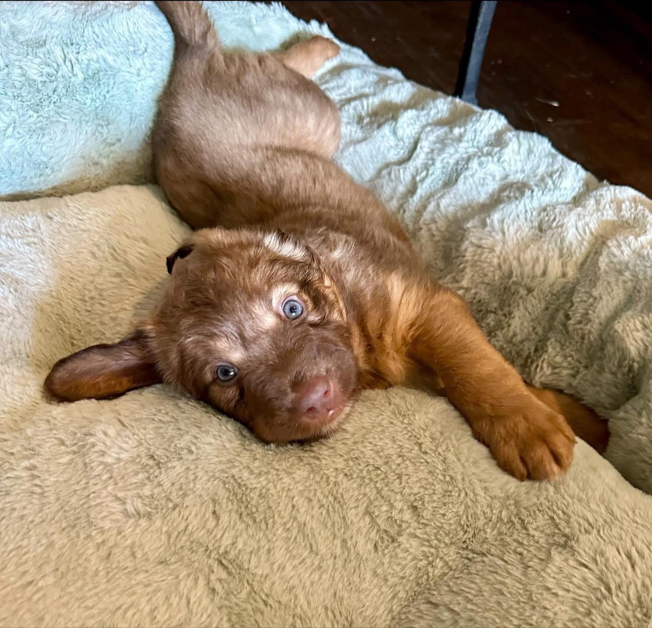 Kyra, an adopted mixed breed in Rockwall, TX image 2/3